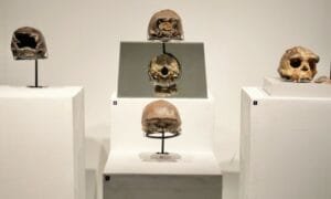 Menbud Fadli Zon Tegaskan Posisi Indonesia sebagai Peradaban Tertua Dunia di Pameran 130 Tahun Pithecanthropus Erectus