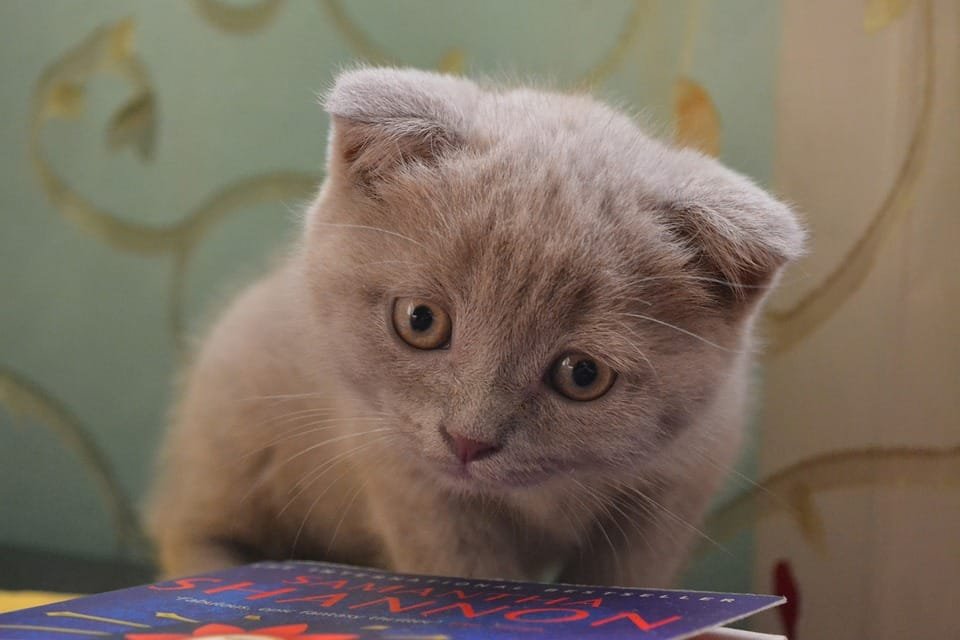 Pentingnya Merawat Kucing Selama Musim Hujan: Waspadai Risiko Kesehatan Ini Scottish Fold