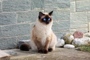 Jenis-jenis Kucing Hias dan Karakteristiknya