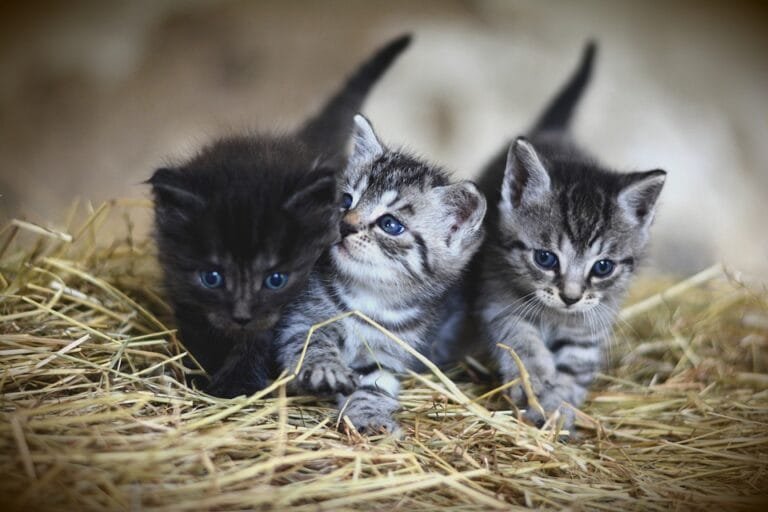 Jenis-jenis Kucing Hias dan Karakteristiknya: Pilih yang Sesuai dengan Kepribadianmu!