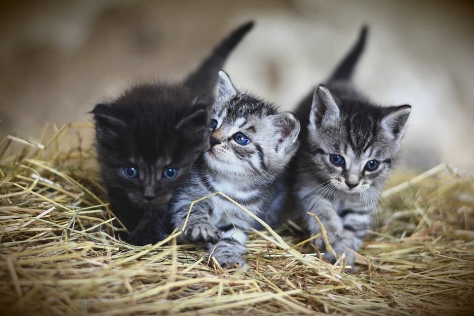Jenis-jenis Kucing Hias dan Karakteristiknya: Pilih yang Sesuai dengan Kepribadianmu!