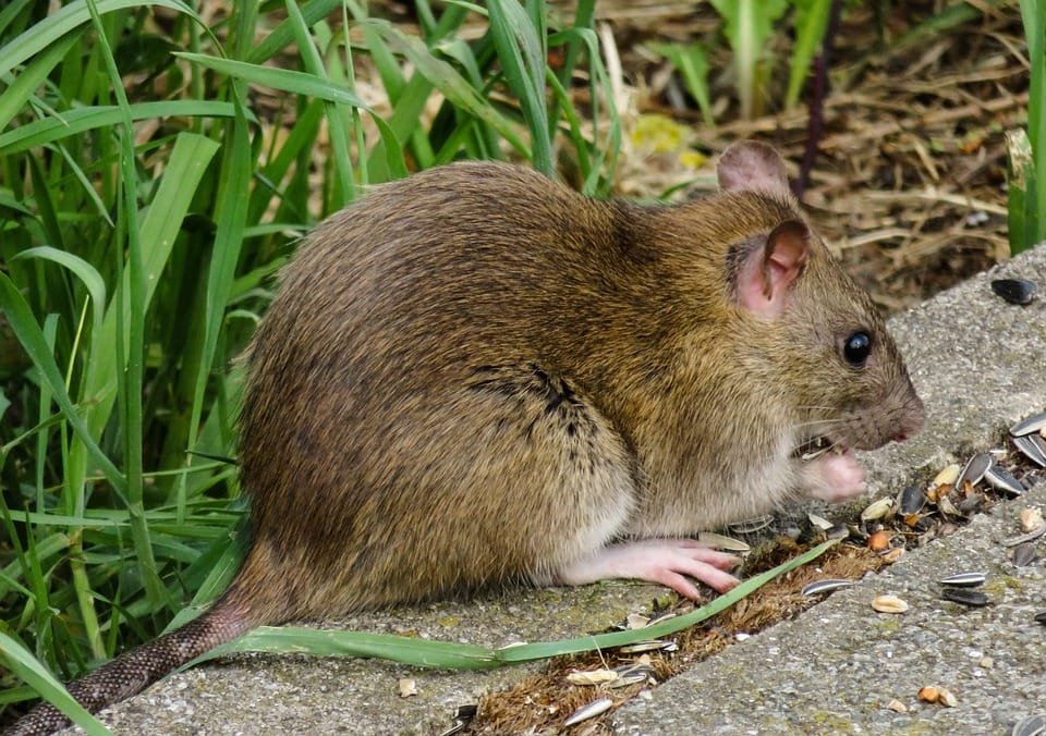 Tanaman Pengusir Tikus: Solusi Alami untuk Mengatasi Masalah Tikus di Rumah