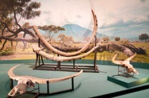 Menbud Fadli Zon Tegaskan Posisi Indonesia sebagai Peradaban Tertua Dunia di Pameran 130 Tahun Pithecanthropus Erectus