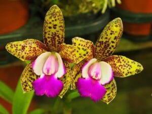 Jenis-jenis Anggrek dan Cara Merawatnya Anggrek Cattleya
