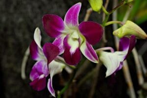 Anggrek Dendrobium