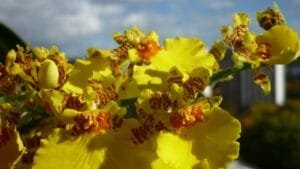 Jenis-jenis Anggrek dan Cara Merawatnya Anggrek Oncidium
