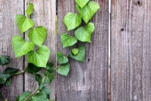 English Ivy TANAMAN HIAS