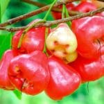 Manfaat Buah Jambu Air untuk Kesehatan
