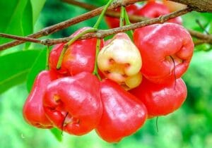 Manfaat Buah Jambu Air untuk Kesehatan