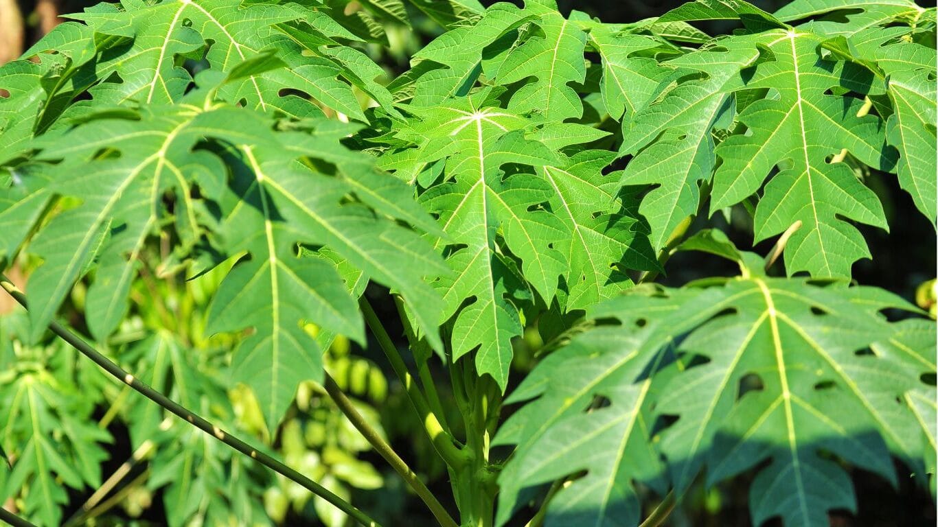 Manfaat Daun Pepaya: Khasiat Alami yang Menyehatkan