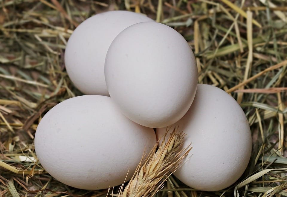 Manfaat Konsumsi Telur Ayam Kampung: Sumber Gizi Alami yang Sehat
