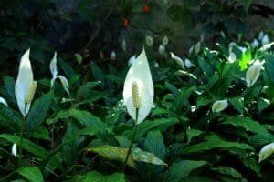 Peace Lily TANAMAN DALAM RUMAH