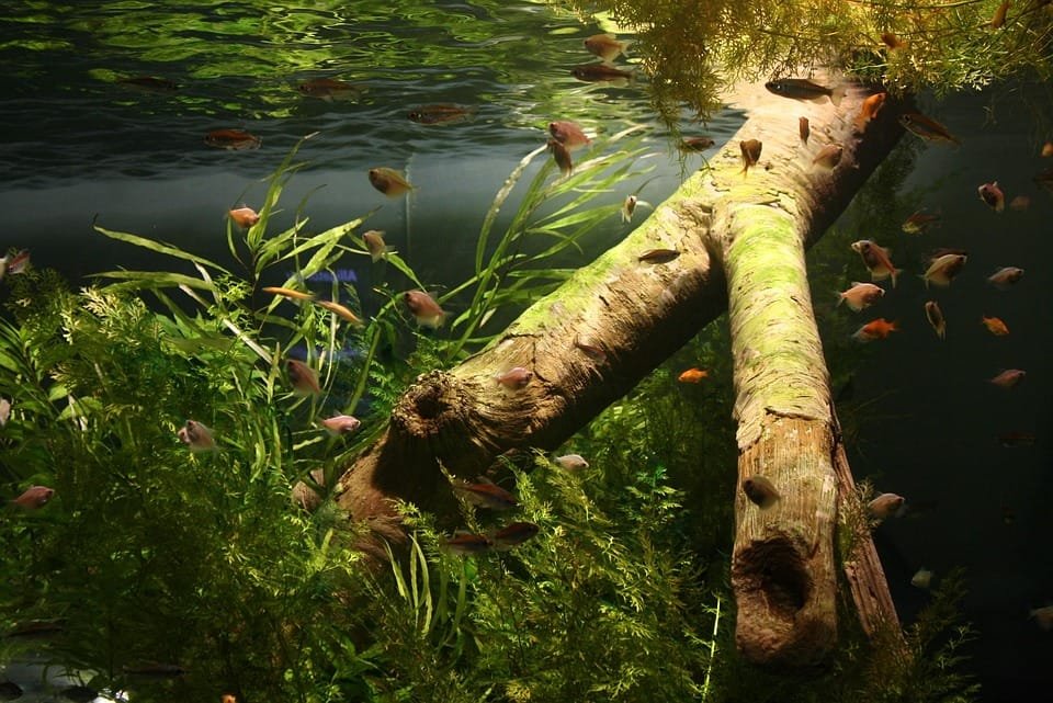 Tips Memilih Ikan Hias untuk Pemula: Agar Akuariummu Semakin Indah dan Sehat