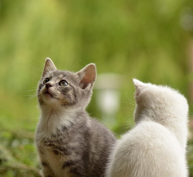 Tips Merawat Anak Kucing dengan Baik