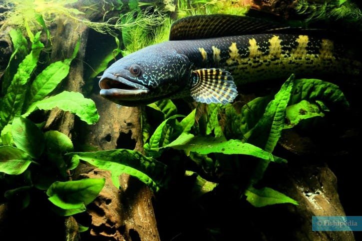 Tips Merawat Ikan Channa: Panduan Lengkap untuk Pemeliharaan yang Sehat dan Bahagia