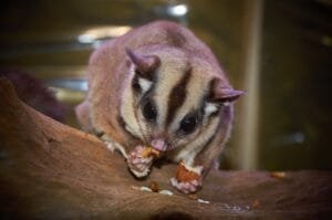 Tips Merawat Sugar Glider: Panduan Lengkap Agar Hewan Peliharaanmu Sehat dan Bahagia