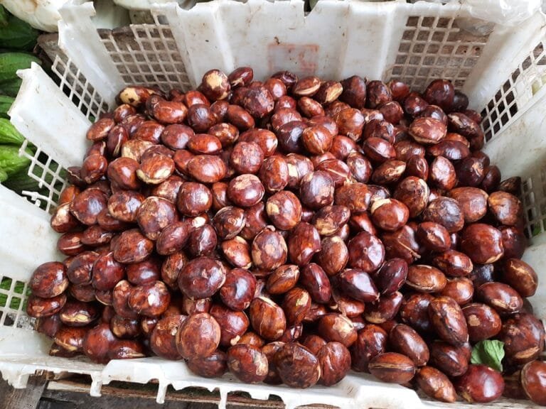 Manfaat Jengkol untuk Kesehatan