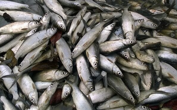 Ikan Bandeng Populer di Indonesia, Lezat dan Bergizi