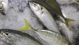 Ikan Kembung: Si Lezat yang Kaya Gizi