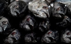 Ikan Tongkol, Lezat dan Bergizi dengan Beragam Olahan