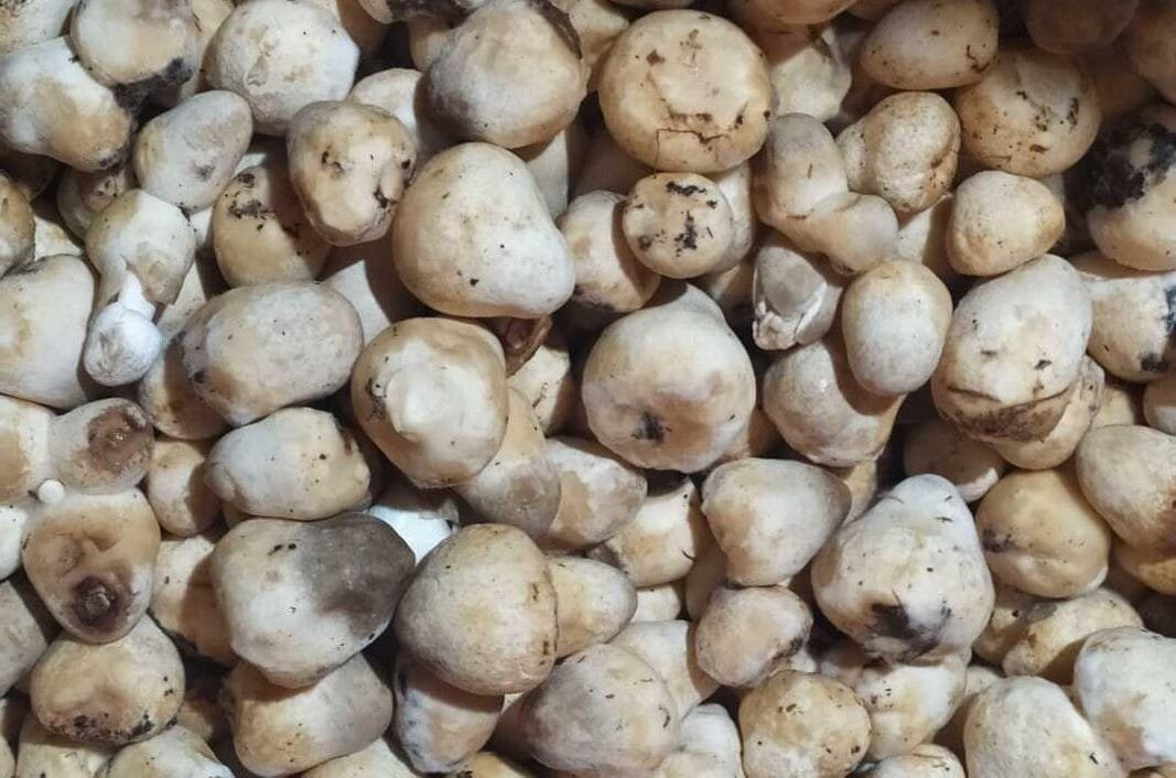 Superfood yang Lezat dan Sehat Lembut dan Gurih Jamur Merang