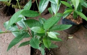 Manfaat Daun Salam untuk Kesehatan dan Kehidupan Sehari-hari