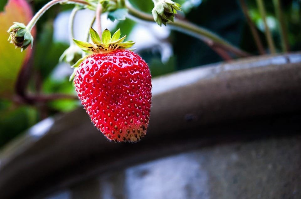 10 Tanaman Buah yang Cocok untuk Pot Kecil: Praktis, Cepat Berbuah, dan Mudah Dirawat