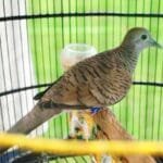 Fakta Unik Burung Perkutut, Simbol Keindahan dan Keberuntungan