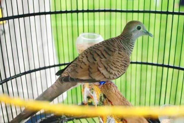 Fakta Unik Burung Perkutut, Simbol Keindahan dan Keberuntungan