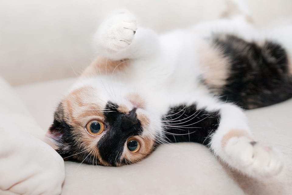Misteri di Balik Fenomena Genetik Kucing Jantan Belang Tiga