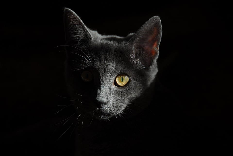 Keanggunan dan Misterinya, Ini Fakta Unik tentang Kucing Hitam