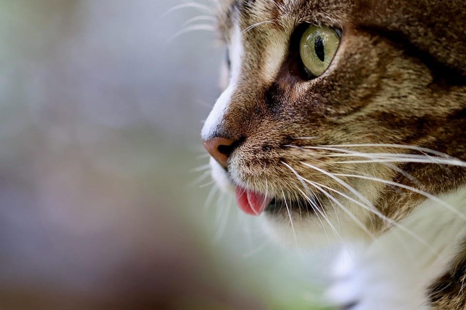 Kenapa Kucing Jantan Suka Pipis Sembarangan?