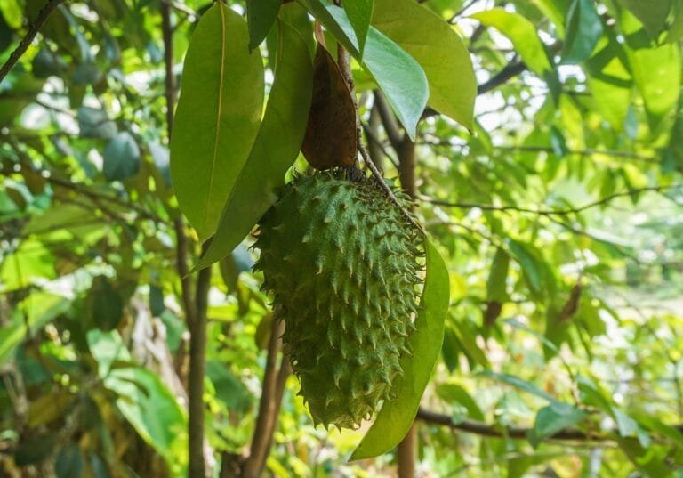 Manfaat Luar Biasa Daun Sirsak bagi Kesehatan: Obat Alami untuk Berbagai Penyakit