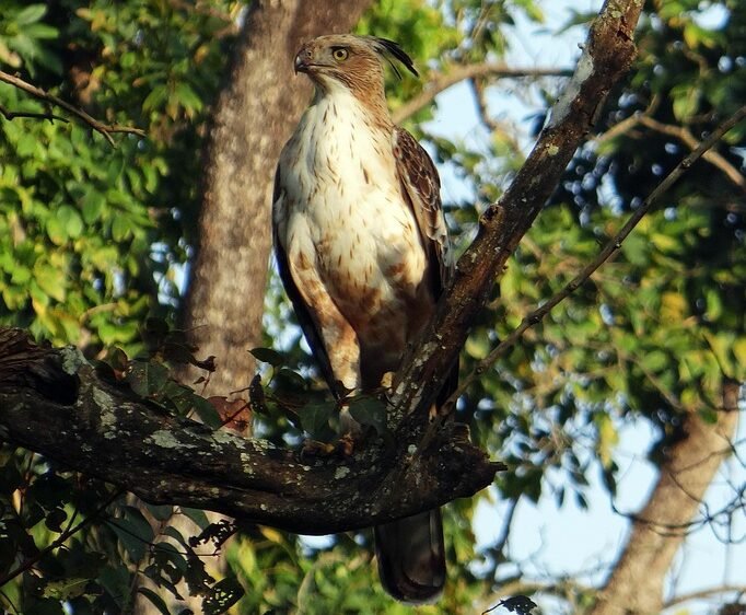 Burung Khas Indonesia yang Dilindungi