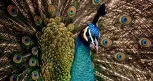 Burung Khas Indonesia yang Dilindungi