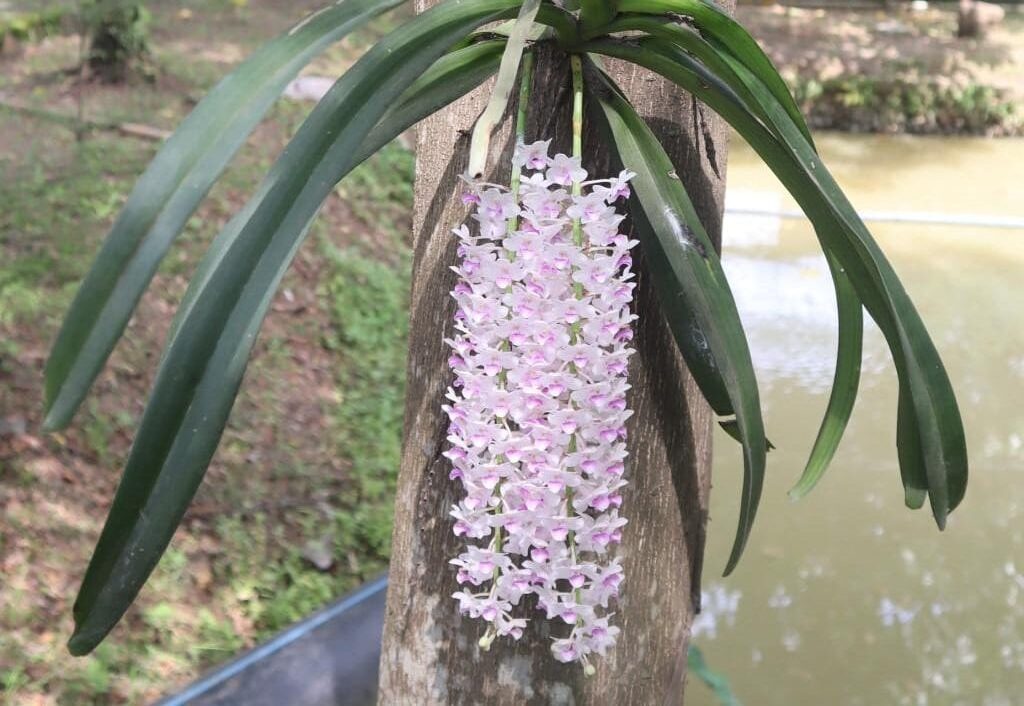 Penyelamatan Anggrek Endemik di Hutan Sumatera Selatan oleh PT Bukit Asam