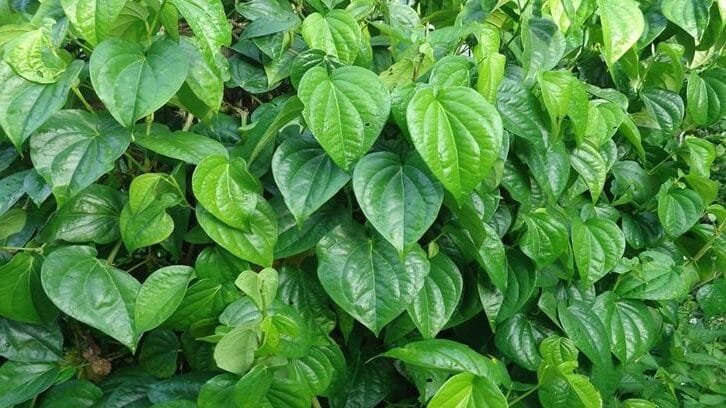 Manfaat Daun Sirih untuk Kesehatan