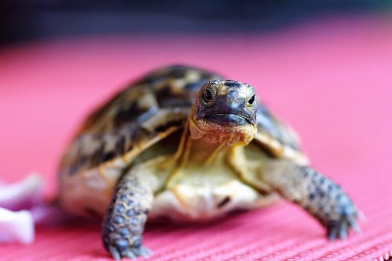 Rekomendasi Hewan Reptil untuk Peliharaan