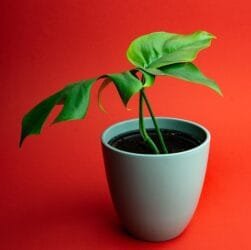 Rekomendasi Tanaman Rambat untuk Ditanam di Rumah