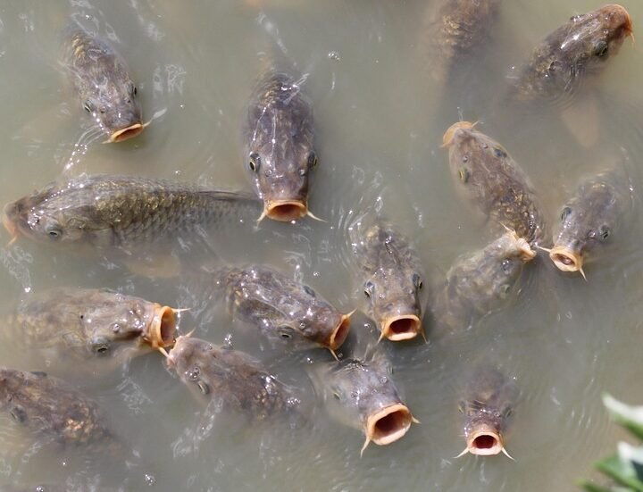 Rekomendasi Umpan Pelet Ikan Mas untuk Pemula