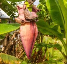 Tips Cara Mudah Mengolah Jantung Pisang agar Tidak Hitam dan Tetap Lezat