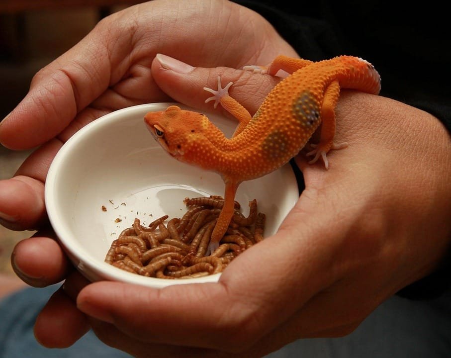 Tips Merawat Gecko untuk Pemula