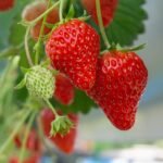 Rahasia Subur Alami: Manfaat Ampas Kopi sebagai Pupuk Alami untuk Tanaman Stroberi