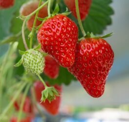 Rahasia Subur Alami: Manfaat Ampas Kopi sebagai Pupuk Alami untuk Tanaman Stroberi