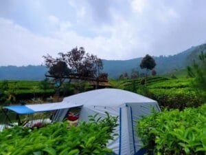 Seru-Seruan di Tengah Kebun Teh! Ini Dia Pinus Ecopark, Camping Ground Hits di Cisarua Puncak