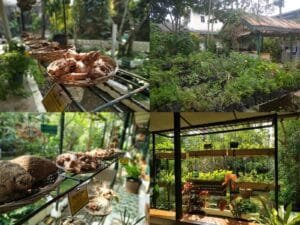 Taman Sringanis: Oase Edukasi dan Pengobatan Tradisional di Tengah Alam Bogor