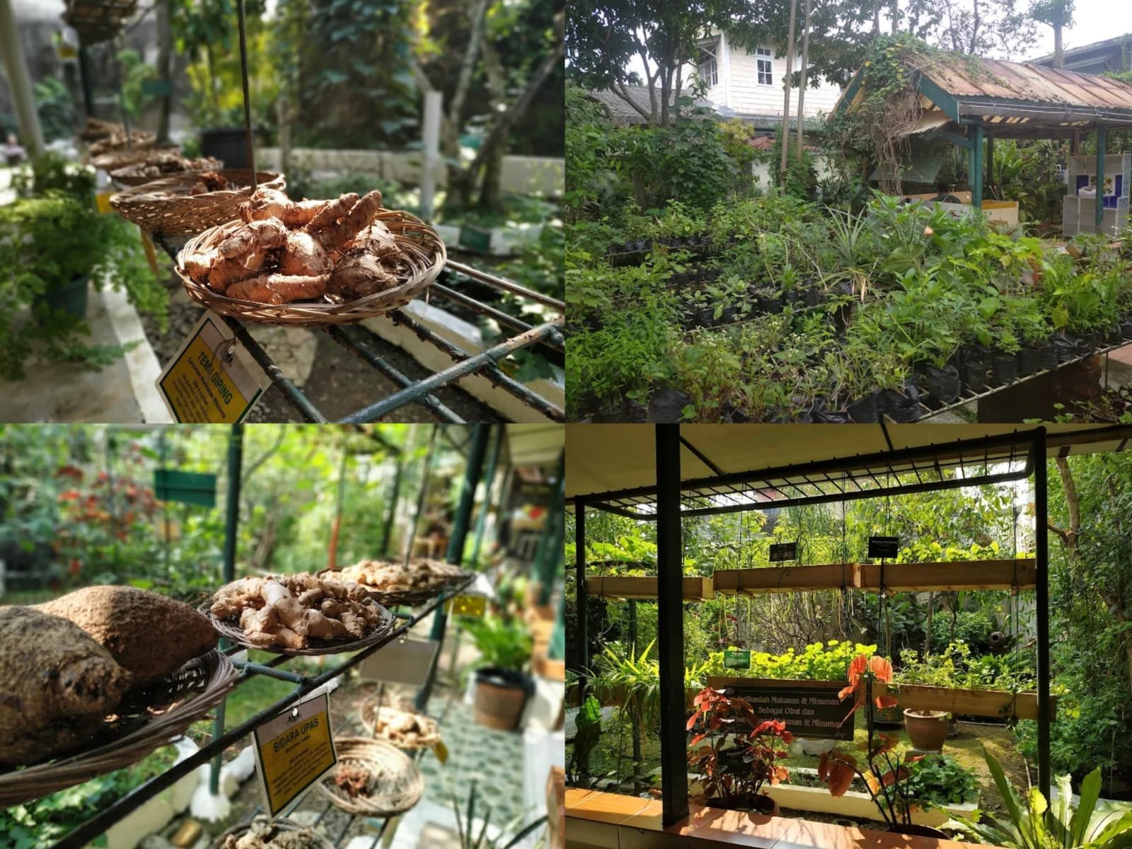 Taman Sringanis: Oase Edukasi dan Pengobatan Tradisional di Tengah Alam Bogor