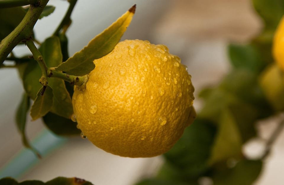 Tips Menanam Buah dalam Pot Agar Subur dan Berbuah Lebat