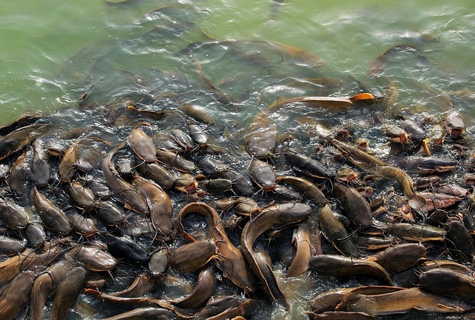7 Tips Ampuh Memancing Ikan Lele untuk Pemula dan Profesional