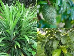 Atasi Saraf Kejepit Secara Alami: 3 Tanaman Herbal yang Efektif Meredakan Nyeri